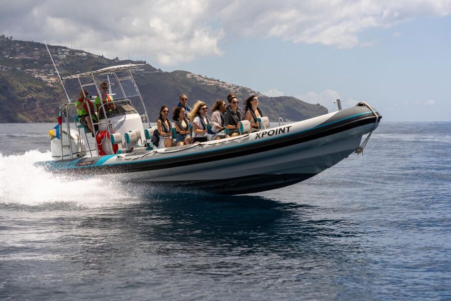 Funchal: RIB Whale Watching Cruise and Optional Dolphin Swim - What you might see from the RIB