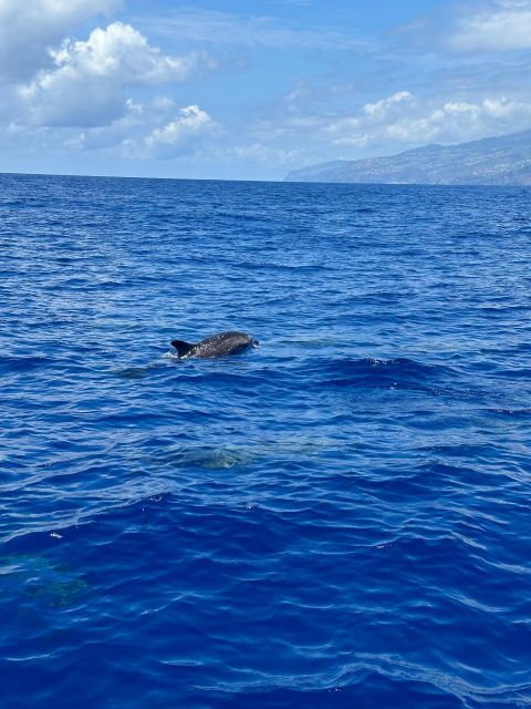 Funchal: RIB Whale Watching Cruise and Optional Dolphin Swim - Why the small boat changes the experience