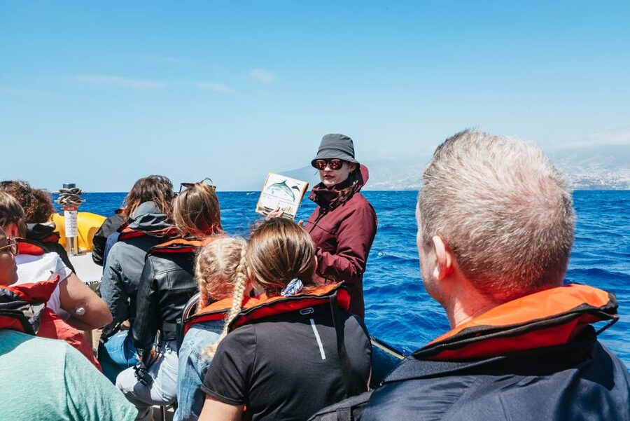 Funchal: Whale and Dolphin Watching Speed Boat Tour - At a Glance