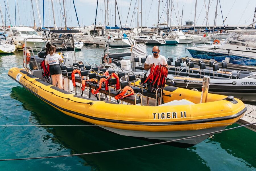 Funchal: Whale and Dolphin Watching Speed Boat Tour - Leaving From Pier 8 at Funchal Marina