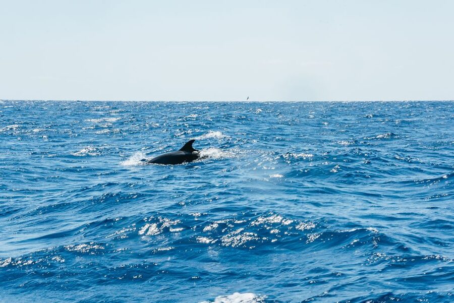 Funchal: Whale and Dolphin Watching Speed Boat Tour - Small Group, Better Viewing