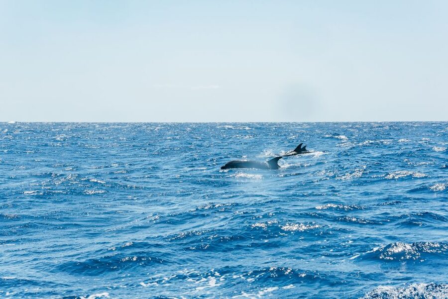 Funchal: Whale and Dolphin Watching Speed Boat Tour - Is $56 a Fair Price?