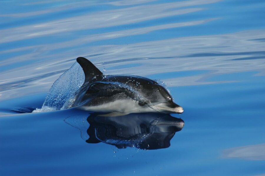 Funchal: Whale and Dolphin Watching Speed Boat Tour - How the Land Spotters Shape the Trip