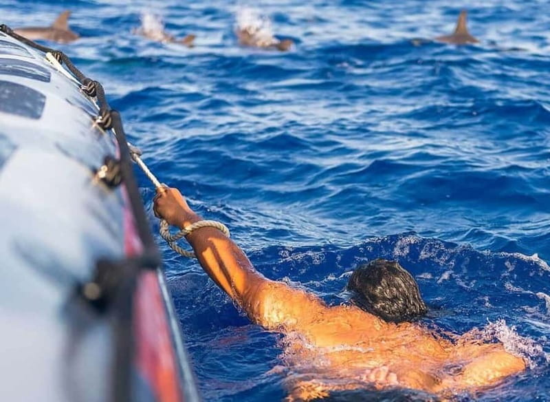 Funchal: Whale Watching and Swimming with Dolphins Cruise - Key points to know before booking