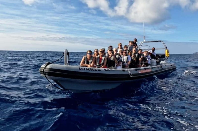 Funchal: Whale Watching and Swimming with Dolphins Cruise - What the 2.5-hour schedule feels like