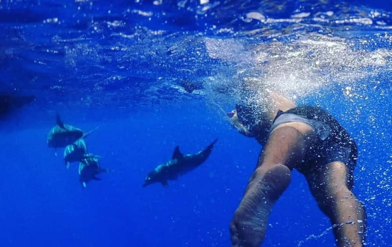 Funchal: Whale Watching and Swimming with Dolphins Cruise - The marine biology element, and its limits