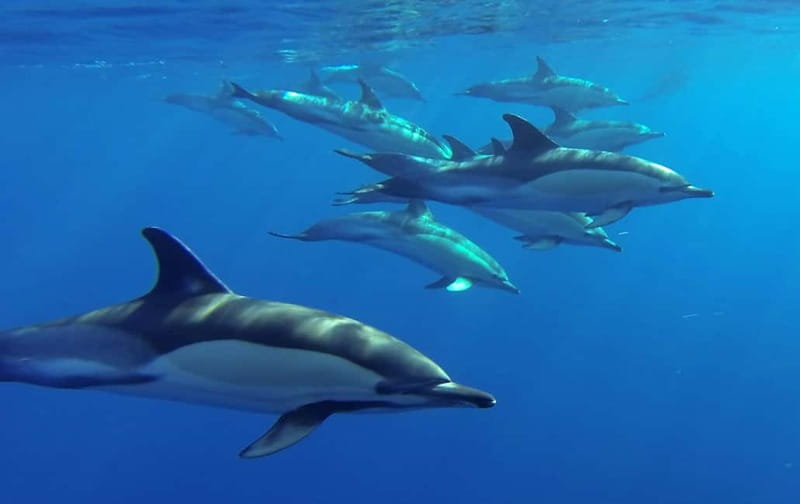 Funchal: Whale Watching and Swimming with Dolphins Cruise - Is $94 a fair price?