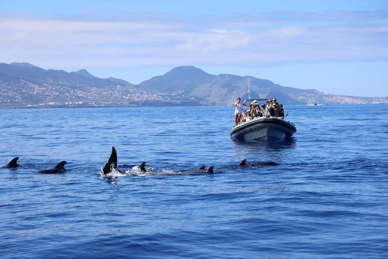 Funchal: Whale Watching and Swimming with Dolphins Cruise - Who will enjoy this Madeira boat trip