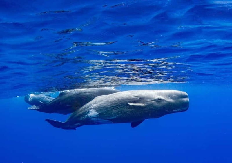 Funchal: Whale Watching and Swimming with Dolphins Cruise - Practical details that affect your decision