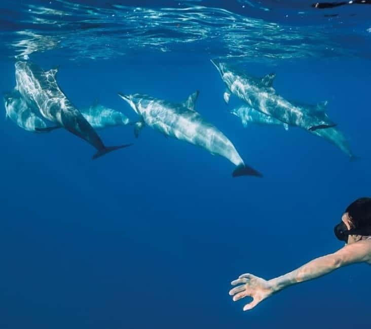 Funchal: Whale Watching and Swimming with Dolphins Cruise - How the whale and dolphin search works