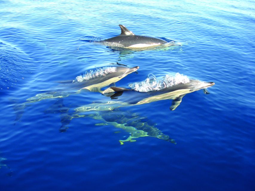 Fuzeta: Dolphin Observation Tour - Searching the open sea for dolphins