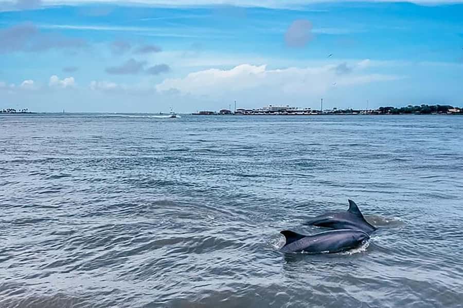 Galveston: Dolphin-Watching Cruise - Key points before you book