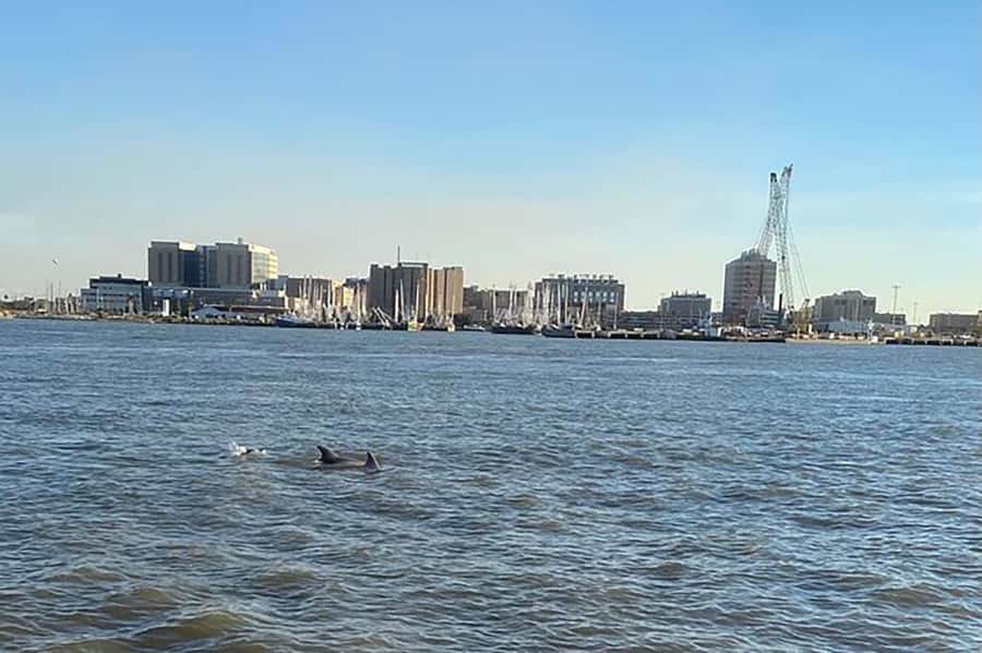 Galveston: Dolphin-Watching Cruise - Finding dolphins in Galveston Bay