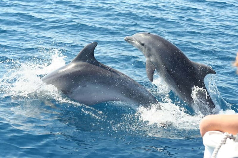 Giardini Naxos: Dolphin Catamaran Sunset Tour with Aperetif - Sunset over Taormina, with dolphins as the bonus