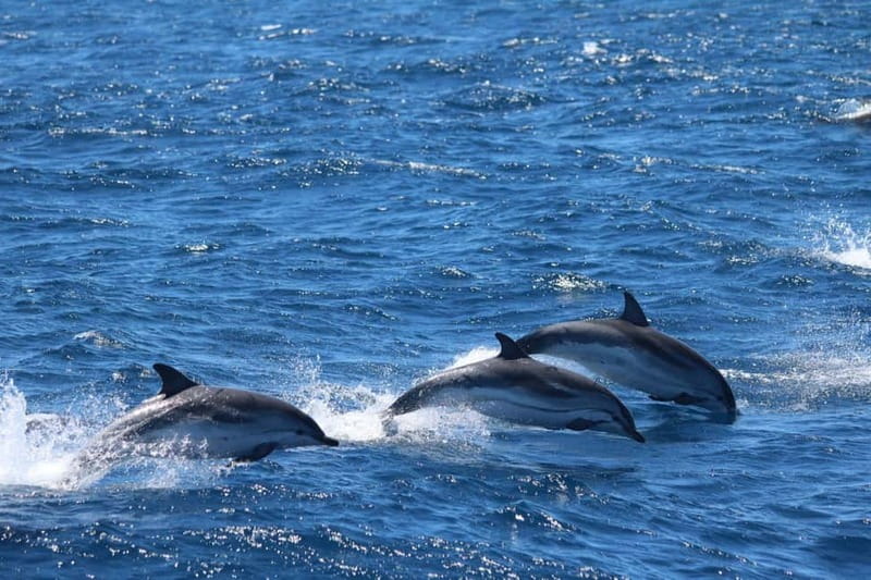 Giardini Naxos: Dolphin Catamaran Sunset Tour with Aperetif - Should you book it?