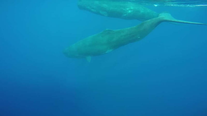 Giardini Naxos: Dolphin Catamaran Sunset Tour with Aperetif - Dolphins, whales, turtles, and the value of patient watching