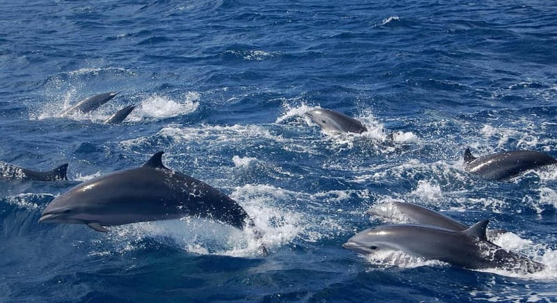 Giardini Naxos: Dolphin Catamaran Sunset Tour with Aperetif - A movie connection that adds context, not a separate attraction