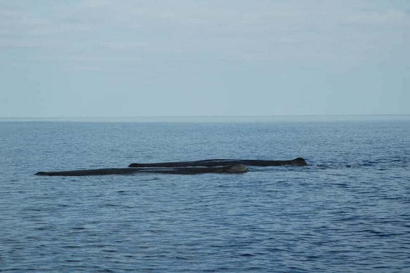 Giardini Naxos: Dolphin Catamaran Sunset Tour with Aperetif - Practical details before you sail
