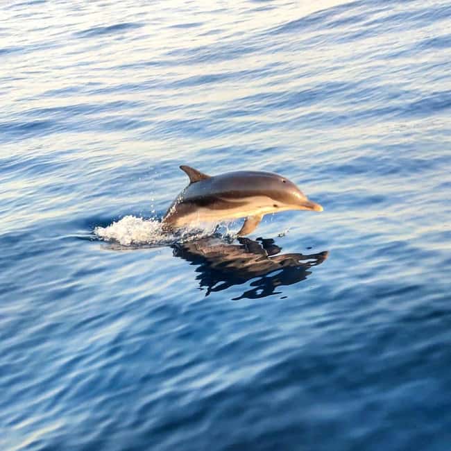 Giardini Naxos: Dolphin Searching Sunset Boat Tour - Isola Bella and the White Lotus coastline