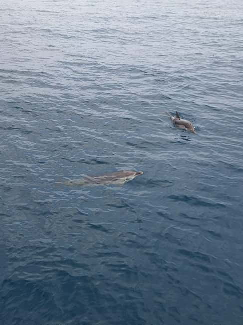 Giardini Naxos Taormina: Dolphin Watching Sunset Tour - The Love Cave, Blue Cave, and Taormina’s coast