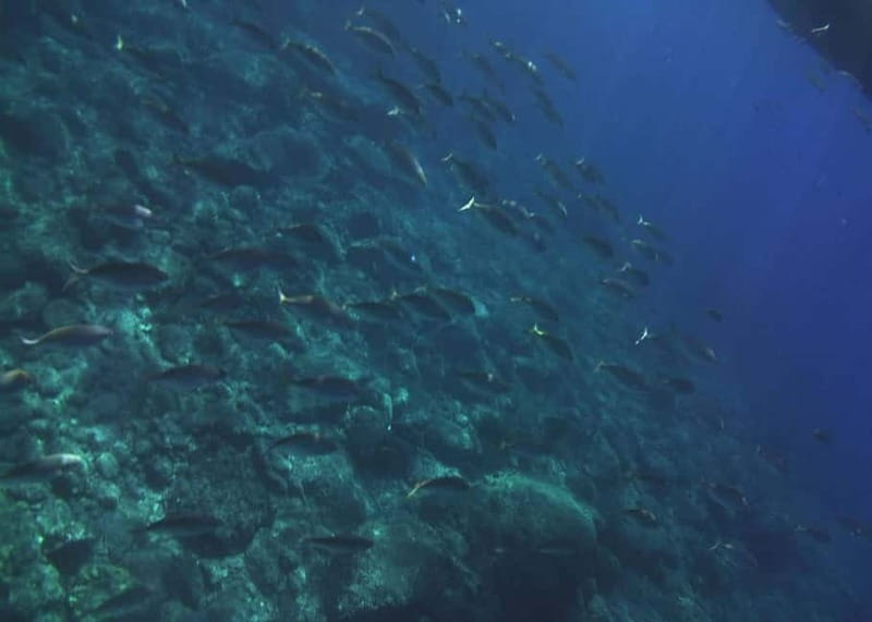 Giardini Naxos Taormina: Dolphin Watching Sunset Tour - Sicilian food, prosecco, and the onboard mood