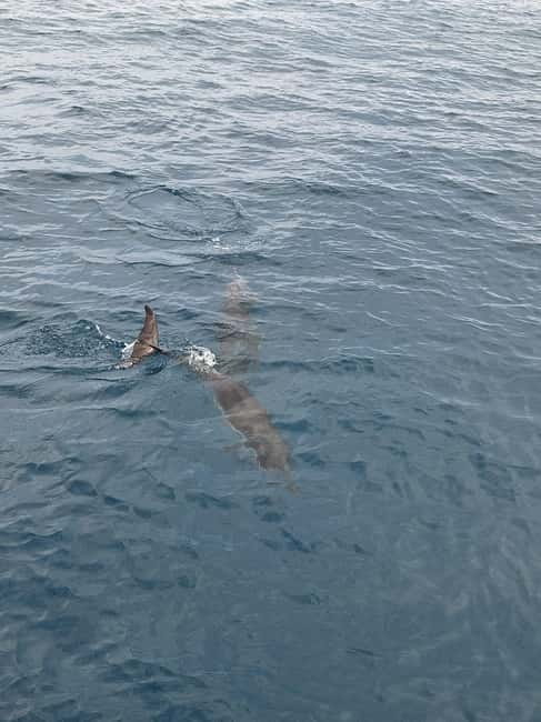 Giardini Naxos Taormina: Dolphin Watching Sunset Tour - Who will enjoy this most