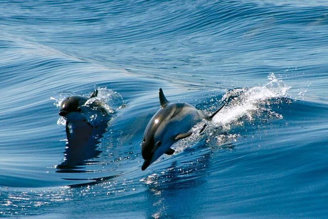 Gibraltar Dolphin Adventure - Key points before you book