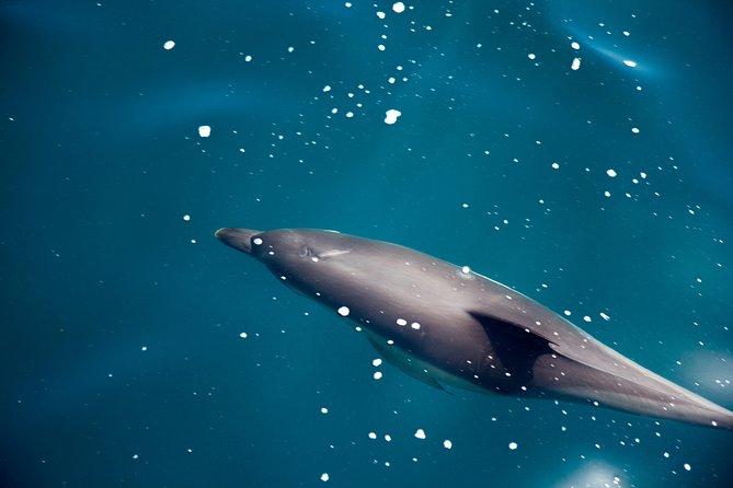 Gibraltar Dolphin Adventure - Why wild dolphins make this more than a photo stop