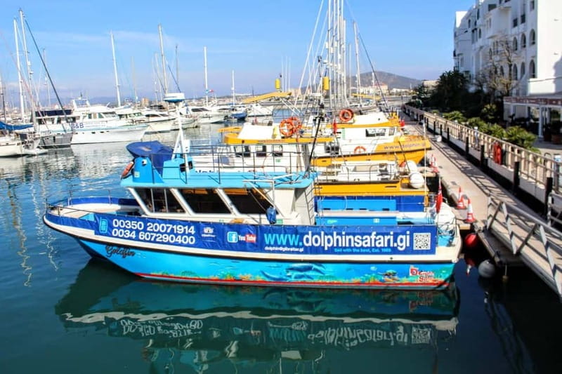 Gibraltar: Dolphin Watching Boat Tour - Key points to know before you book