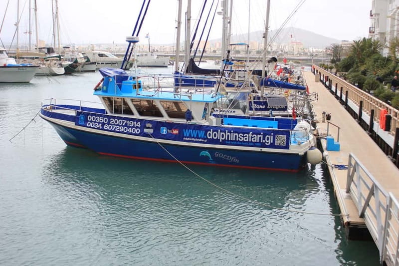 Gibraltar: Dolphin Watching Boat Tour - Commentary that adds more than animal names