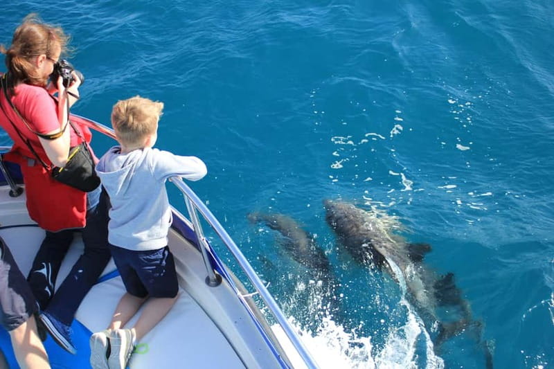 Gibraltar: Dolphin Watching Boat Tour - Comparing this with a larger dolphin boat
