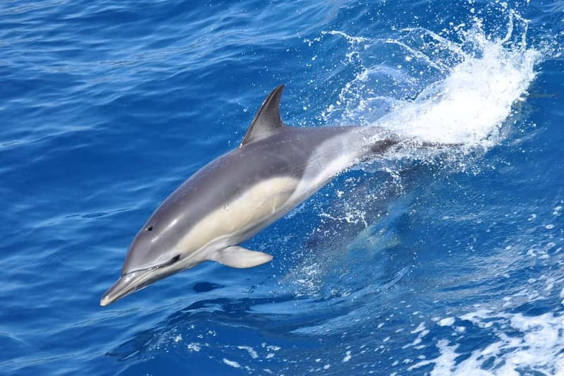 Gibraltar: Dolphin Watching Tour - Quick points before you book