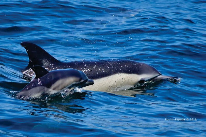 Gibraltar: Dolphin Watching Tour - The 75-minute route and what you see