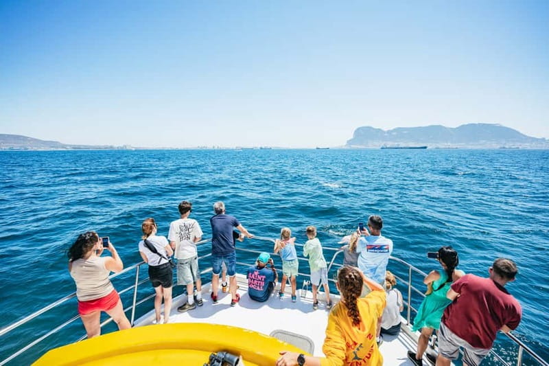 Gibraltar: Dolphin Watching Tour - The dolphins: common, striped, and bottlenose