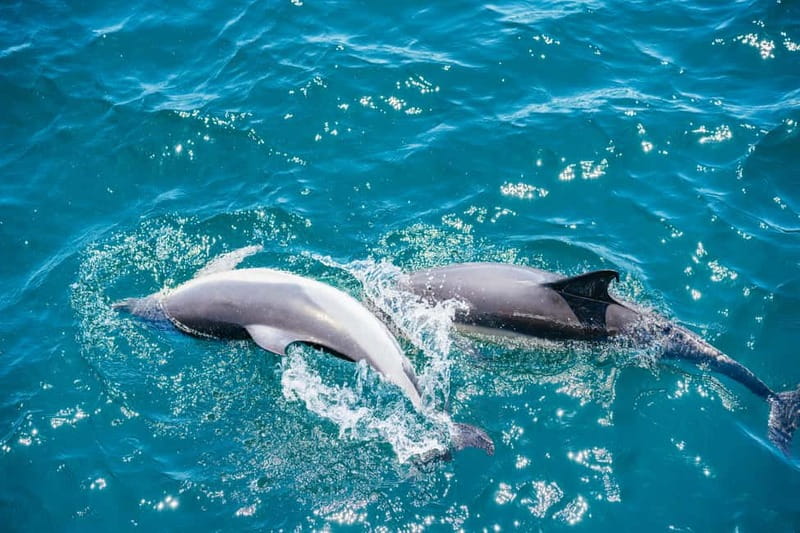Gibraltar: Dolphin Watching Tour - Practical tips for a smoother trip