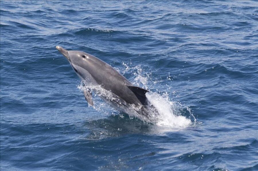 Gibraltar Dolphins Watching Day Trip from Seville - Key points to know before booking