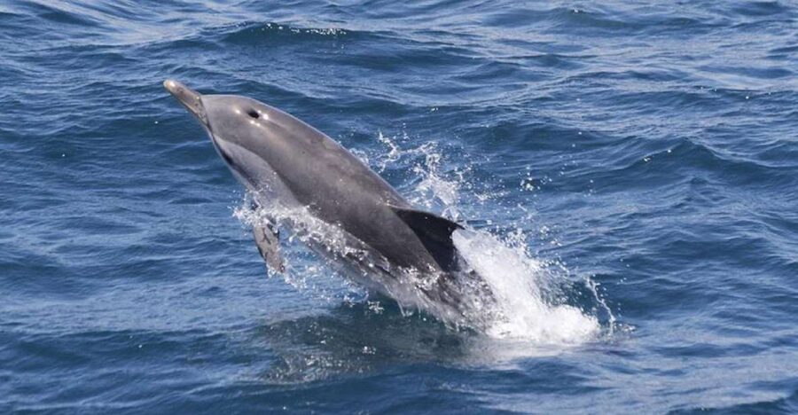 Gibraltar Dolphins Watching Day Trip from Seville - Why the Strait of Gibraltar makes a memorable dolphin trip
