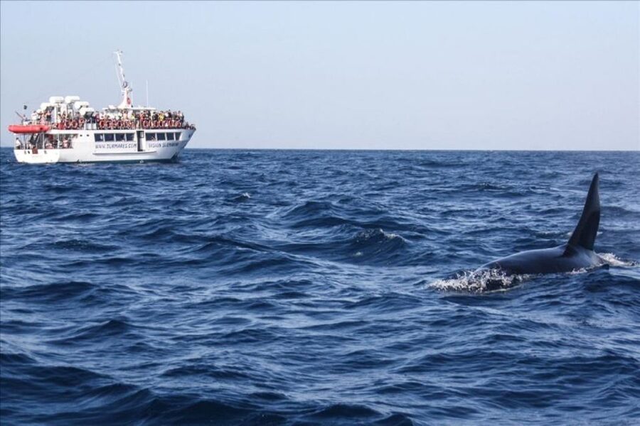 Gibraltar Dolphins Watching Day Trip from Seville - Seeing Gibraltar from the water before city time