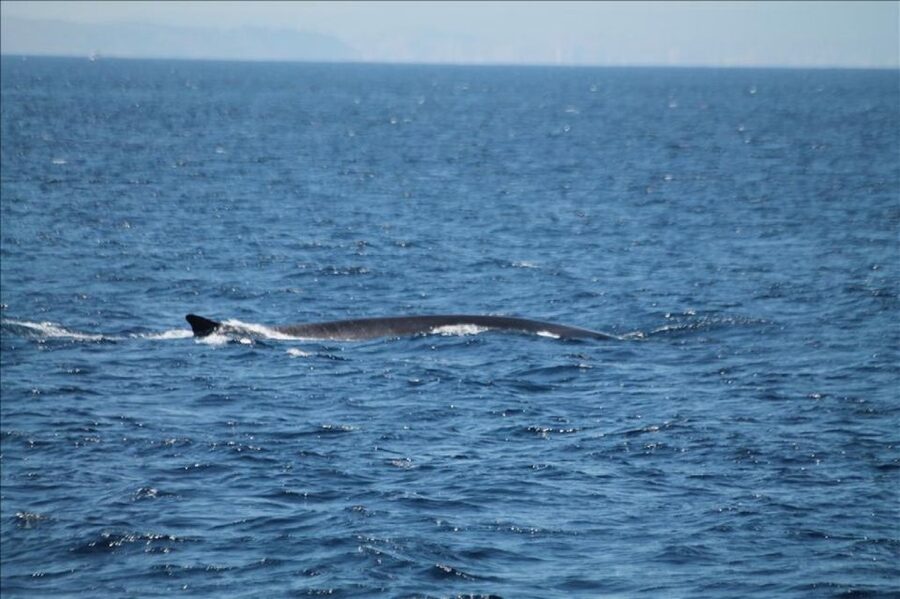 Gibraltar Dolphins Watching Day Trip from Seville - Timing problems you should take seriously