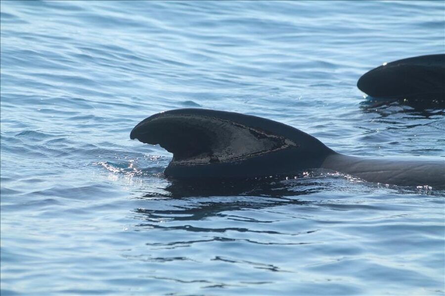 Gibraltar Dolphins Watching Day Trip from Seville - What the $128 price really covers