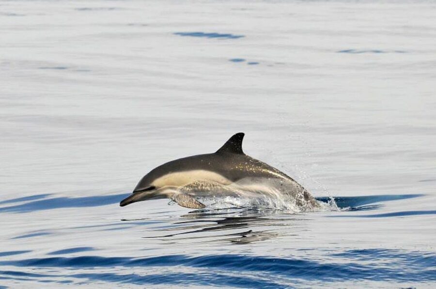 Gibraltar Dolphins Watching Day Trip from Seville - Passports, visas, and what to pack