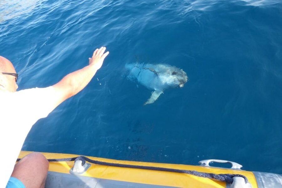 Golfo Aranci: Dolphin Watching and Snorkeling Boat Tour - My verdict: book it for wildlife, not a guarantee