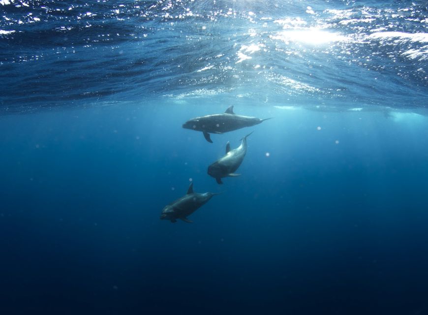 Golfo Aranci: Dolphin Watching and Snorkeling Boat Tour - Watching dolphins without turning them into a show
