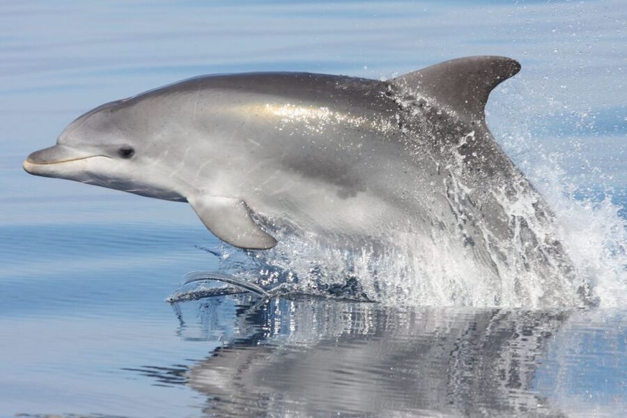 Golfo Aranci: Eco-Friendly Dolphin Watching Boat Trip - Why this Golfo Aranci dolphin trip works