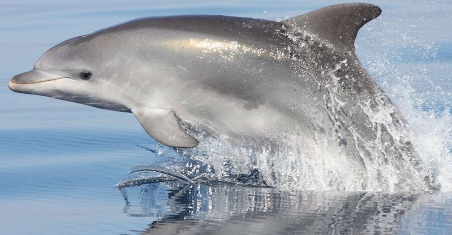 Golfo Aranci: Eco-Friendly Dolphin Watching Boat Trip - Watching the bottlenose pod near the fish farm