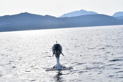 Eco-Friendly Dolphin Watching Boat Trip