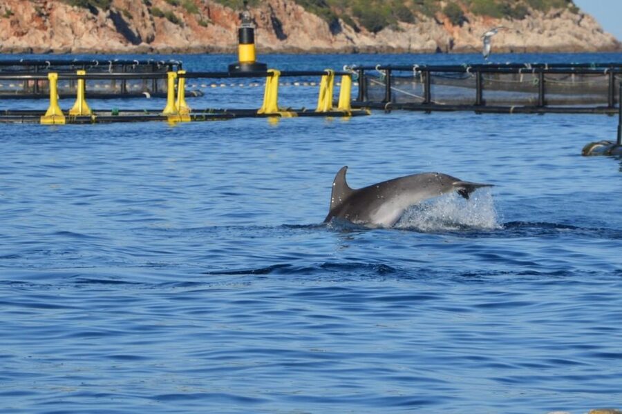 Golfo Aranci: Eco-Friendly Dolphin Watching Boat Trip - Choosing the best departure time