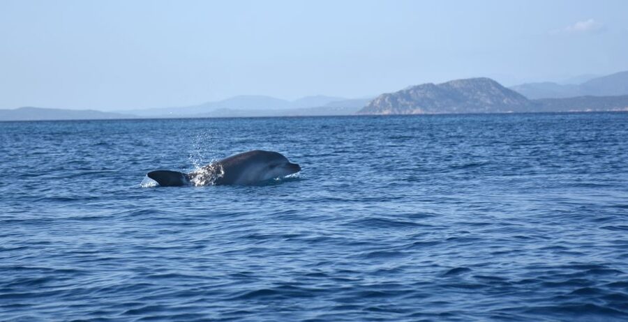 Golfo Aranci: Kayak Tour with Dolphins and Aperitif - How much work is the paddle?