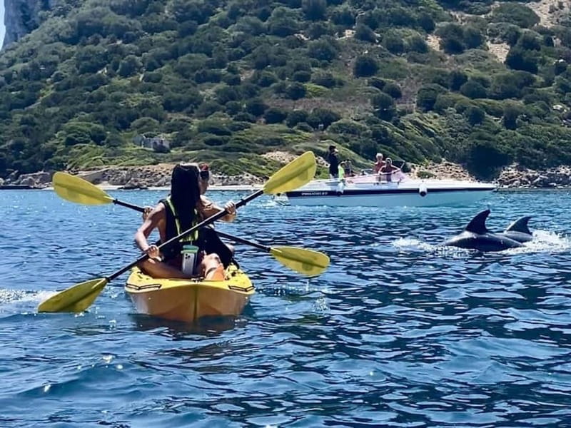 Golfo Aranci:Small group, german guided Kayak tour&Dolphins - Key points at a glance