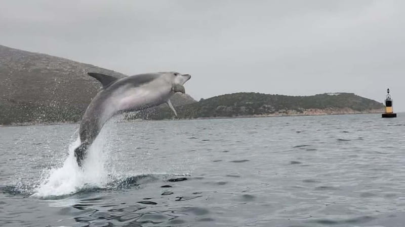Golfo Aranci:Small group, german guided Kayak tour&Dolphins - Who will enjoy this most